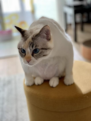 ルールーちゃん