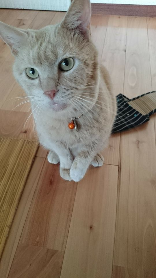 ももじろうくん