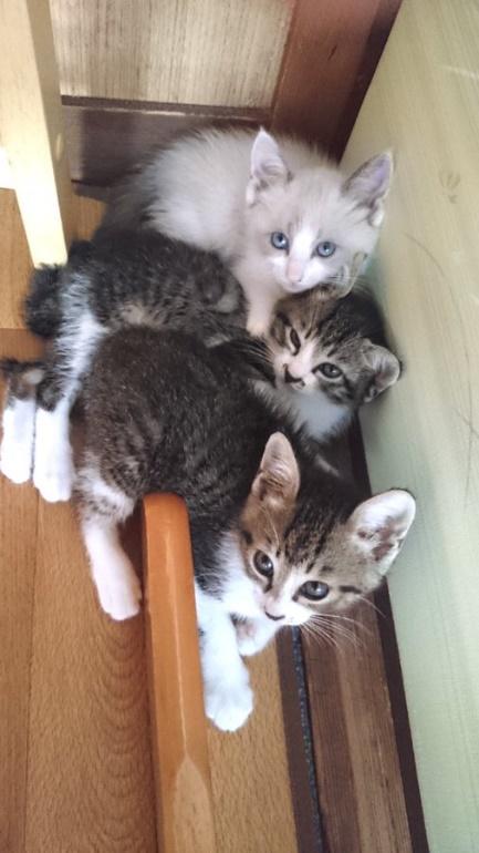 3匹の猫が戯れる様子