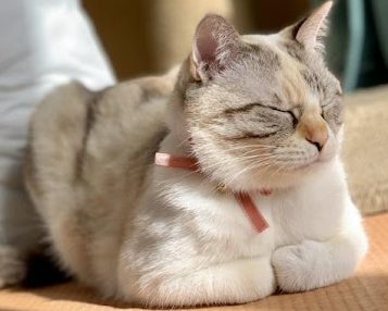 ルールーちゃん