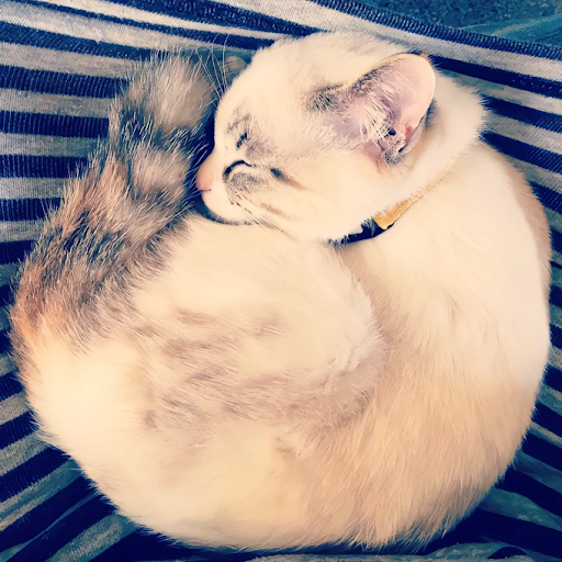 ルールーちゃん