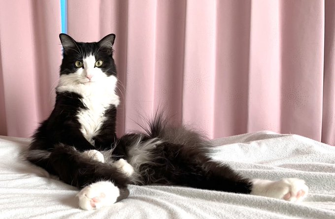 レオンくんの座り方