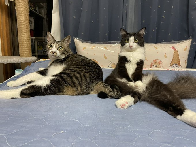 2匹の猫が横になる様子