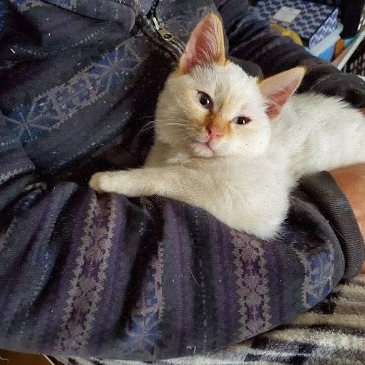 おだしまゆきえさんの猫