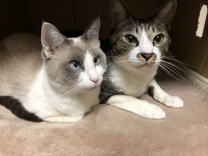 2匹の猫が見ている様子