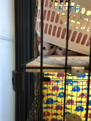 ナナちゃんとキュウちゃん