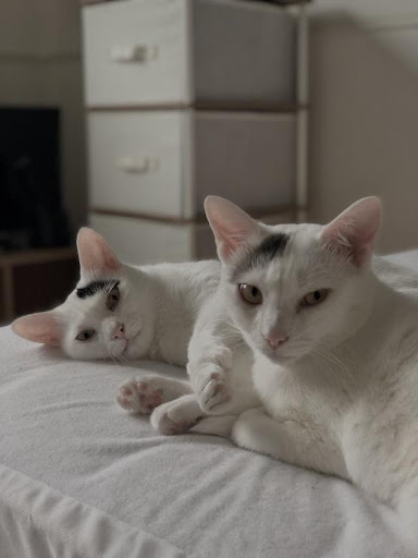 ナナちゃんとキュウちゃん