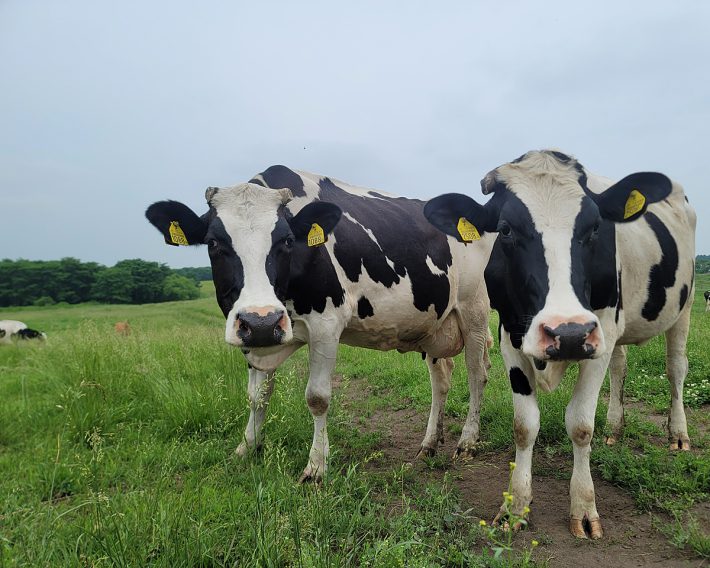 別海ウェルネスファームの牛たち。フリーストール牛舎と放牧を組み合わせた、人と牛と環境にやさしい酪農を実践している