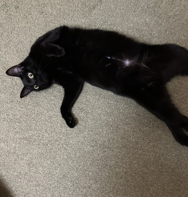 お腹の白い毛がかわいい