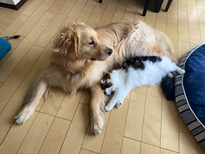 まるくんのモフモフな被毛の間にハマりたい