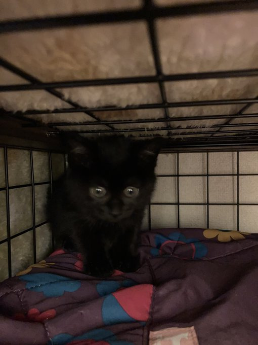 人間を警戒していた頃