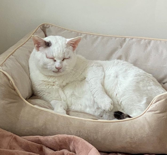 寝ているたにゃ