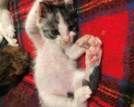 yukicatさんのマロンちゃん