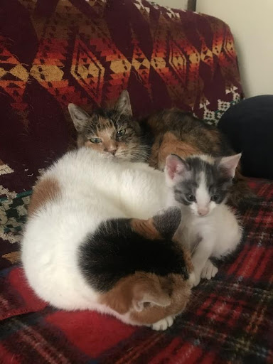 yukicatさんの猫たち