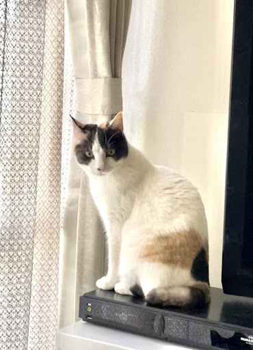 yukicatさんのマロンちゃん