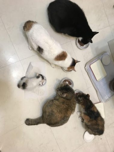 yukicatさんの猫たち