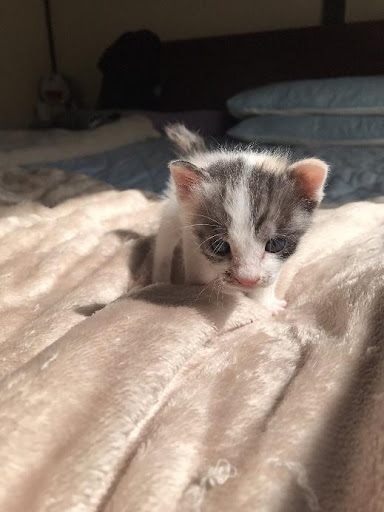 yukicatさんのマロンちゃん