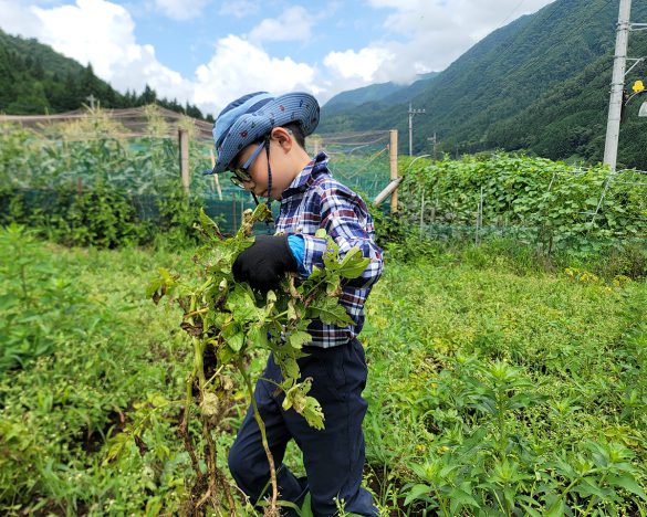 サミットの農業体験に親子で参加してきました