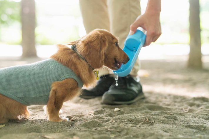 犬が水を飲む様子