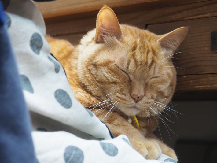 浅草革小物Kanmi.