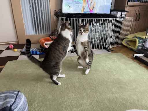 レモンちゃんとソーダくん