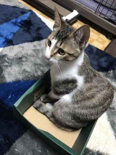 レモンちゃんとソーダくん