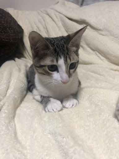 レモンちゃんとソーダくん