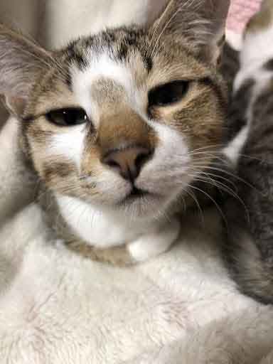 レモンちゃんとソーダくん