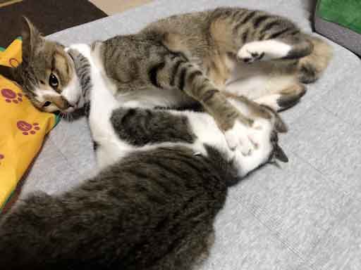 レモンちゃんとソーダくん