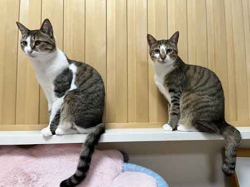 レモンちゃんとソーダくん