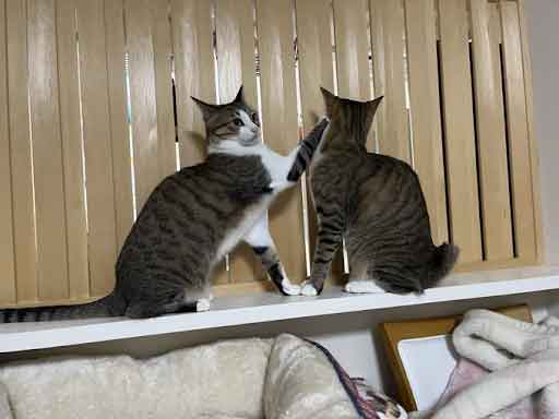 レモンちゃんとソーダくん