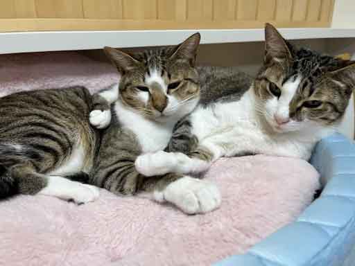 レモンちゃんとソーダくん