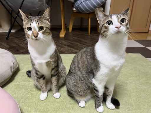 レモンちゃんとソーダくん