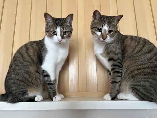 レモンちゃんとソーダくん