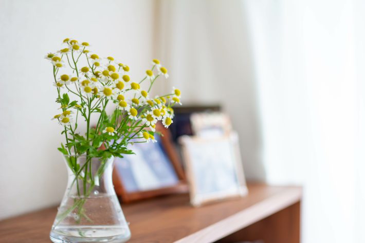 室内に注ぐ光を浴びるマトリカリアの花と写真立て