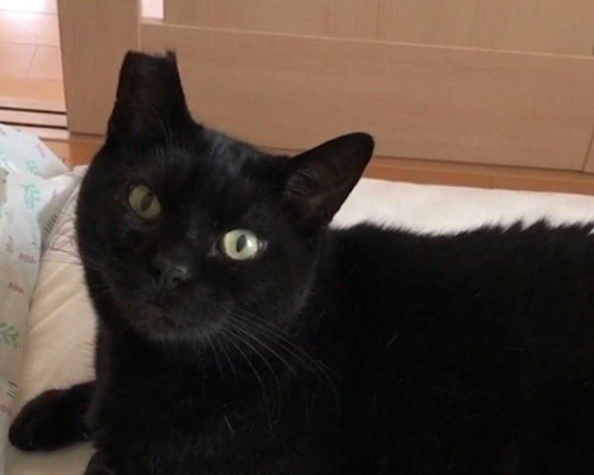 片目が開かない野良猫を保護。わずか13ヶ月で旅立ったにゃんたろー君が