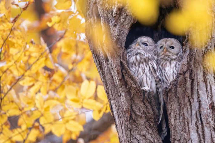 佐倉イオリ202311