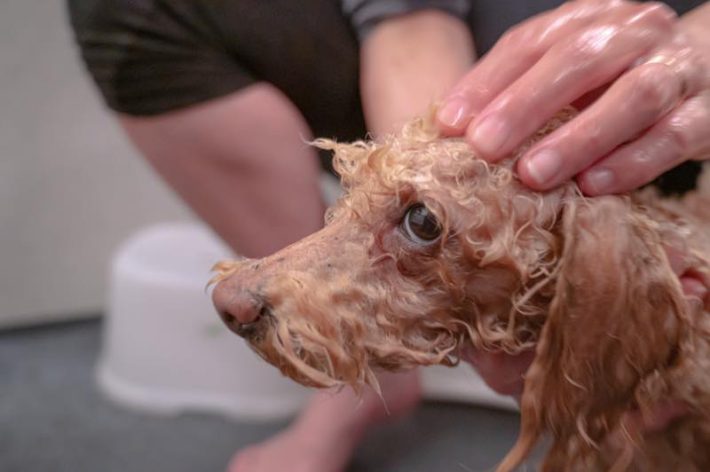 ペット自然派202312