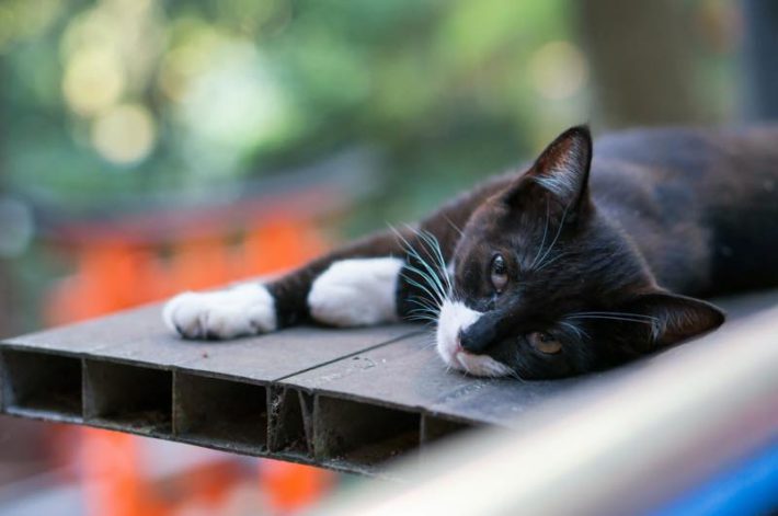 ペット自然派202312