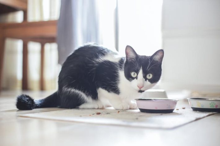 ペット自然派202312