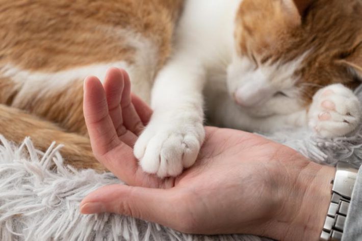 ペット自然派202312