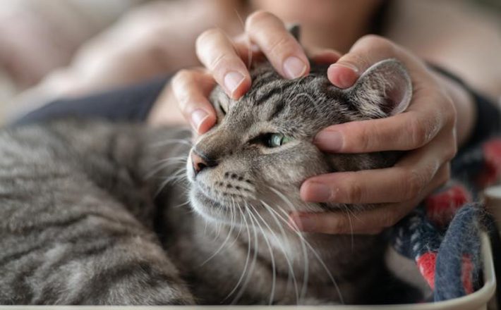 ペット自然派202312