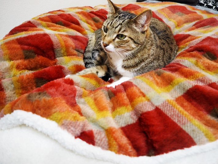 ニトリ「入れるクッション」