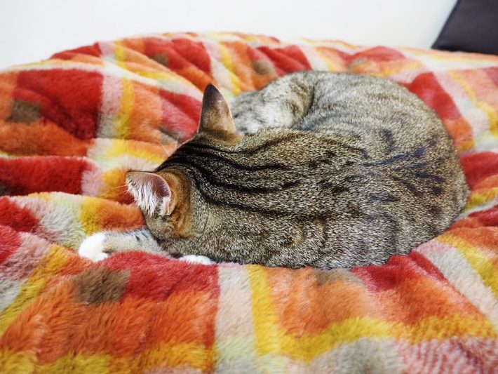 ニトリ「入れるクッション」