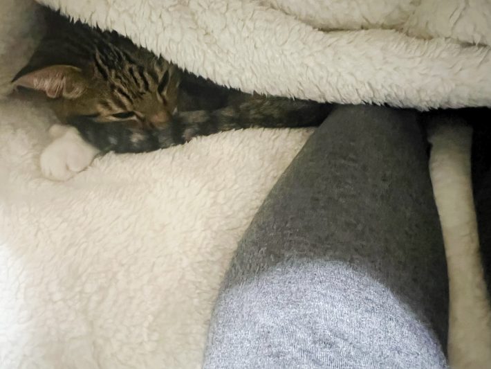 ニトリ「入れるクッション」