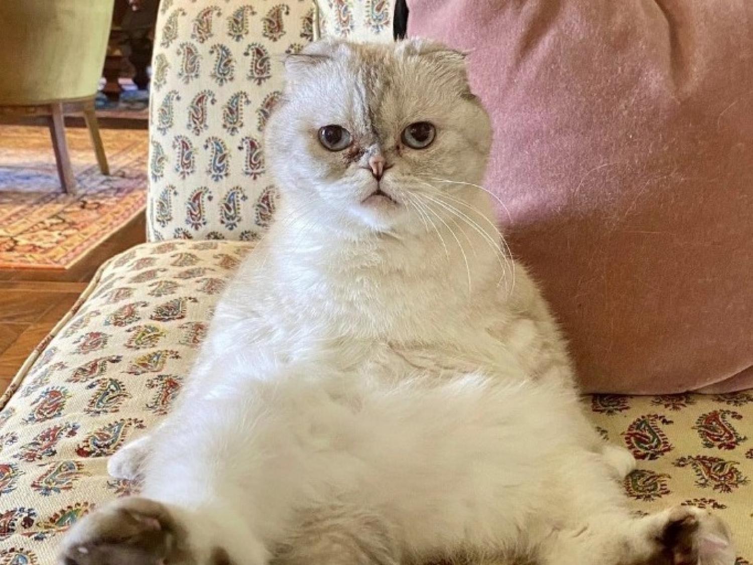 推定資産 「143億円」のネコ。飼い主は間もなく来日するスーパースター « 女子SPA！