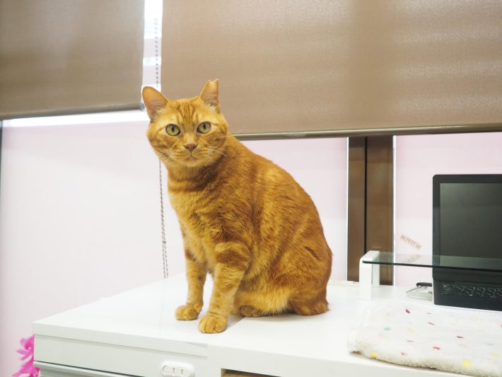 病院猫＿大師前どうぶつ病院