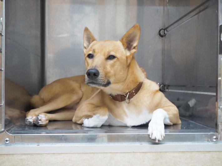 病院猫＿大師前どうぶつ病院