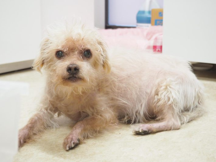 病院猫＿大師前どうぶつ病院