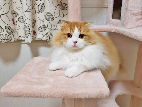 chachamaru_01-585x439